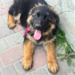 Flora German Shepherd