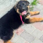 Milla-female-German-shepherd -puppy-for-sale-3