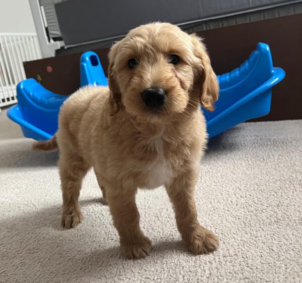 Milo Goldendoodle