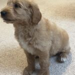 Milo-male-goldendoodle-puppy-for-sale- (2)