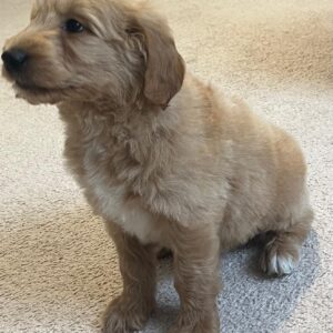 Milo Goldendoodle