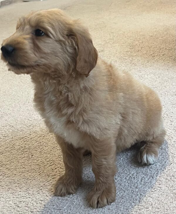 Milo Goldendoodle