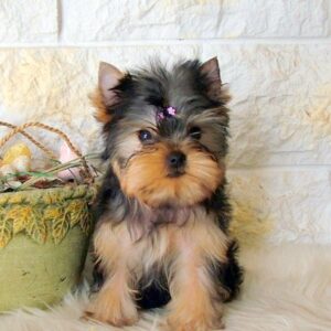 Monalisa Yorkshire Terrier