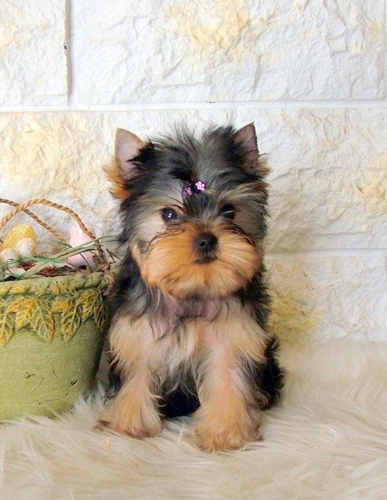 Monalisa Yorkshire Terrier