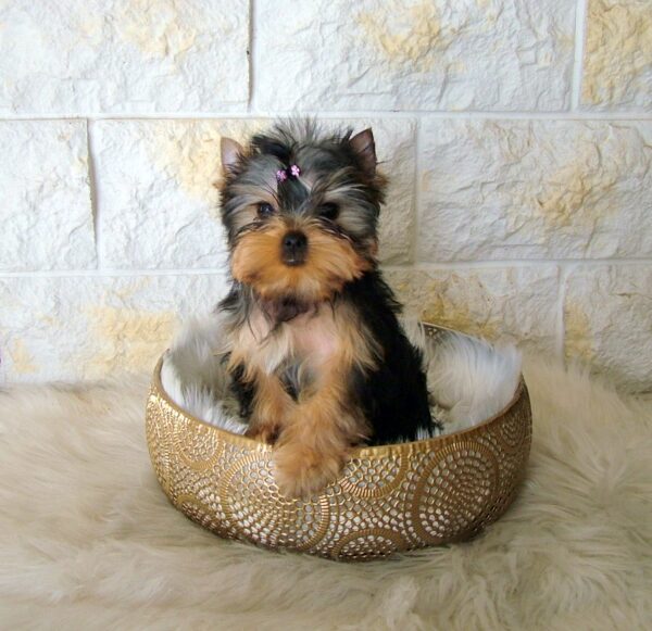Monalisa Yorkshire Terrier