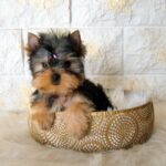 Lilianna Yorkshire Terrier