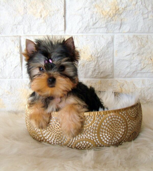 Monalisa Yorkshire Terrier
