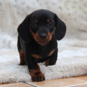 Murphy