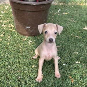Nessy Italian Sighthound