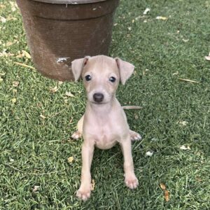 Nessy Italian Sighthound