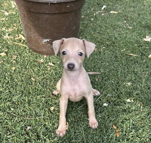 Nessy Italian Sighthound