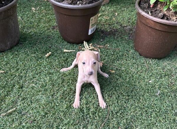 Nessy Italian Sighthound