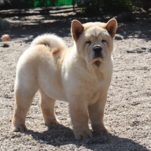 Nicklaus
