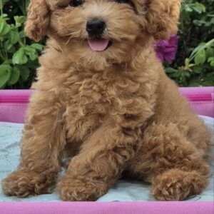 Nissa Maltipoo