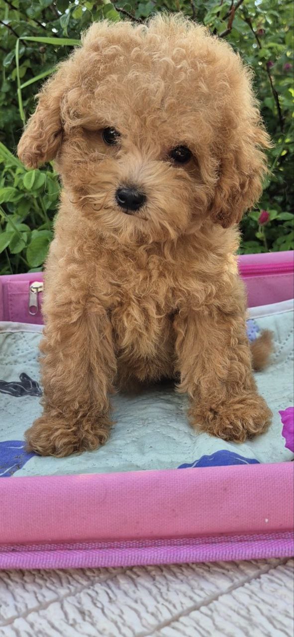 Nissa Maltipoo