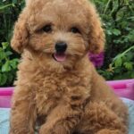 Domino Maltipoo