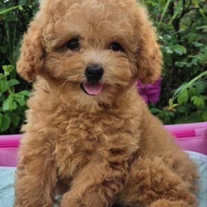 Nissa Maltipoo