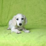 Oliver-male-saluki-puppy-for-sale- (1)