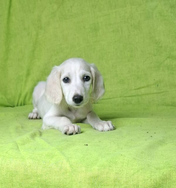Oliver Saluki Persian Hound