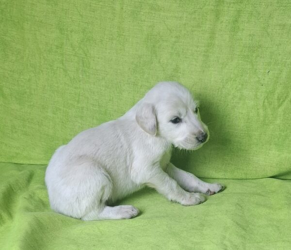 Oliver Saluki Persian Hound