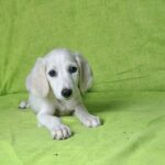 Oliver-male-saluki-puppy-for-sale- (2)