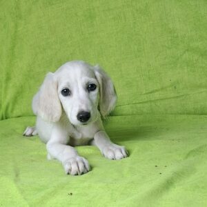 Oliver Saluki Persian Hound