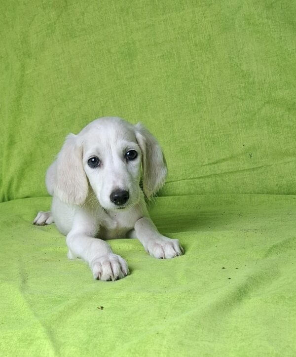 Oliver Saluki Persian Hound