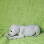 Oliver-male-saluki-puppy-for-sale- (2)
