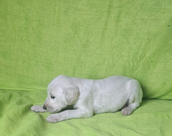 Oliver Saluki Persian Hound