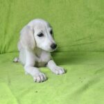 Oliver-male-saluki-puppy-for-sale- (3)