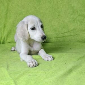 Oliver Saluki Persian Hound