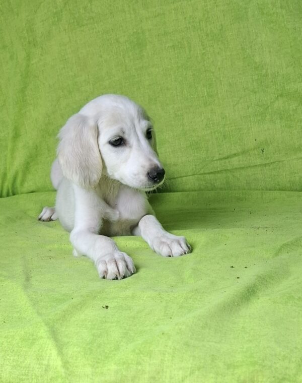Oliver Saluki Persian Hound