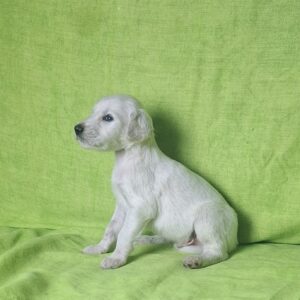 Oliver Saluki Persian Hound