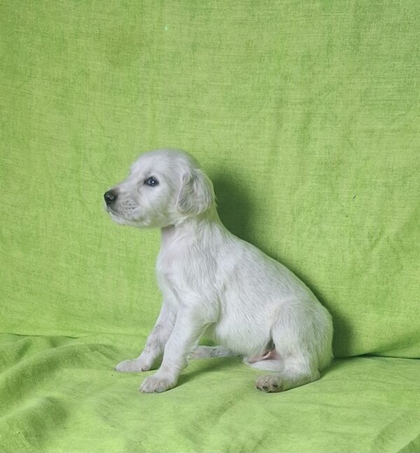 Oliver Saluki Persian Hound