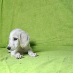 Oliver-male-saluki-puppy-for-sale- (4)