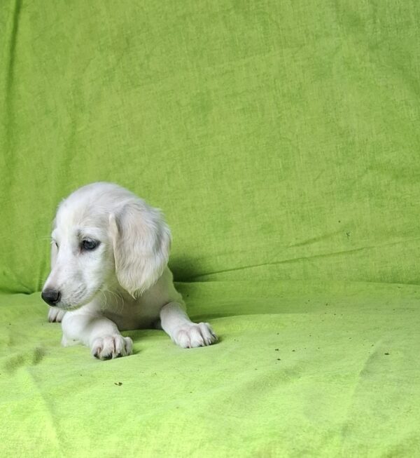 Oliver Saluki Persian Hound