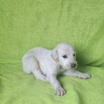 Oliver-male-saluki-puppy-for-sale- (4)
