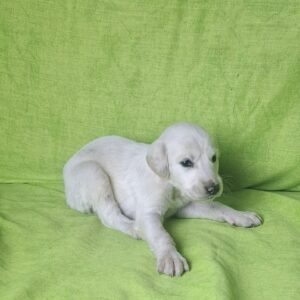 Oliver Saluki Persian Hound