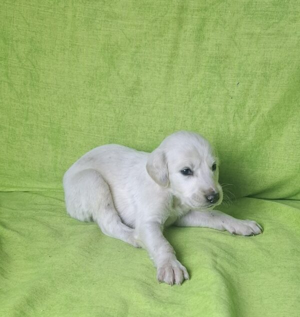 Oliver Saluki Persian Hound
