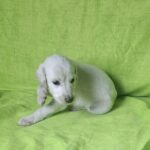 Oliver-male-saluki-puppy-for-sale- (5)
