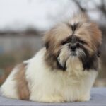 Opium-male-Shih-Tzu-puppy-for-sale-4