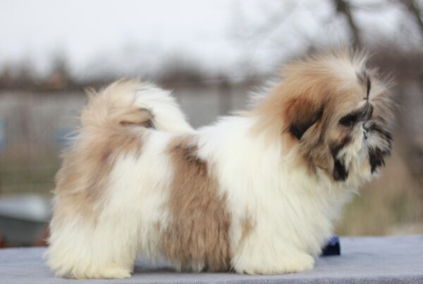 Opium Shih Tzu