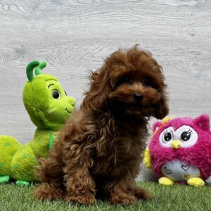 Oreo Cavapoo