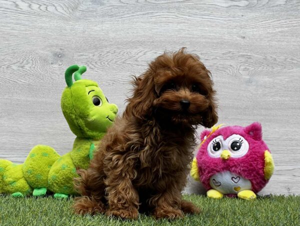 Oreo Cavapoo