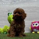 Oreo-male-cavapoo-puppy-for-sale-1 (2)