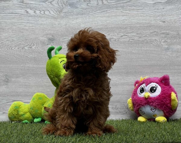 Oreo Cavapoo