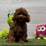 Oscar Cavapoo