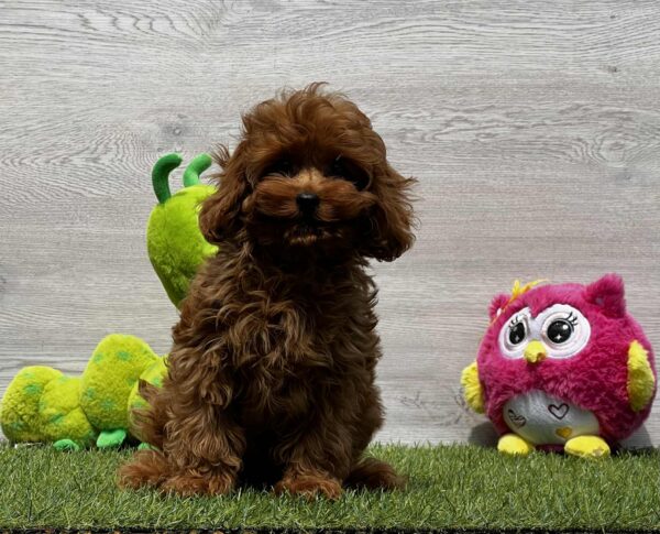 Oreo Cavapoo