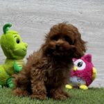 Oreo-male-cavapoo-puppy-for-sale-1 (4)
