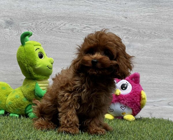Oreo Cavapoo